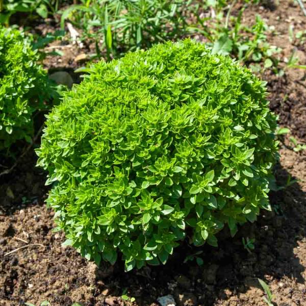 Aromatiques - Basilic Fin Vert - BIO - face recto